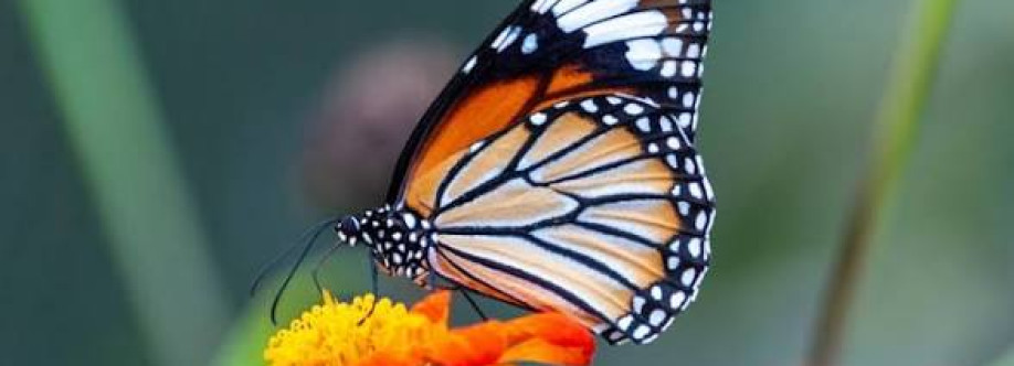 Maruf Hossain Cover Image